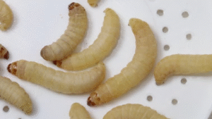 Top 9 Factors That Impact Waxworm Breeding Success
