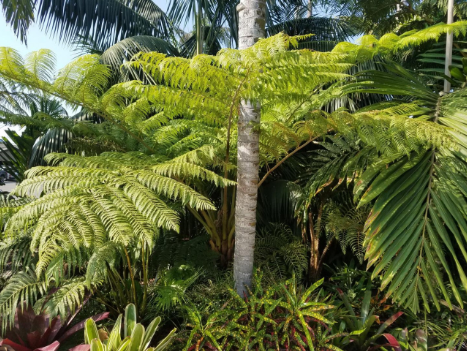 palm tree