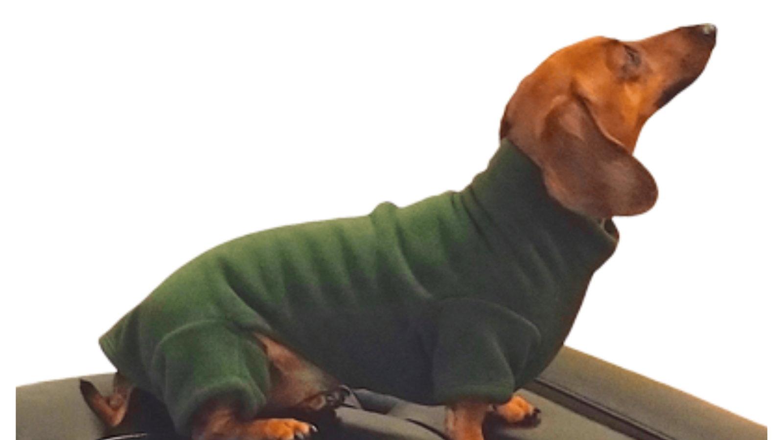 Why Most Dachshund Clothes Don’t Fit (and What to Buy Instead)
