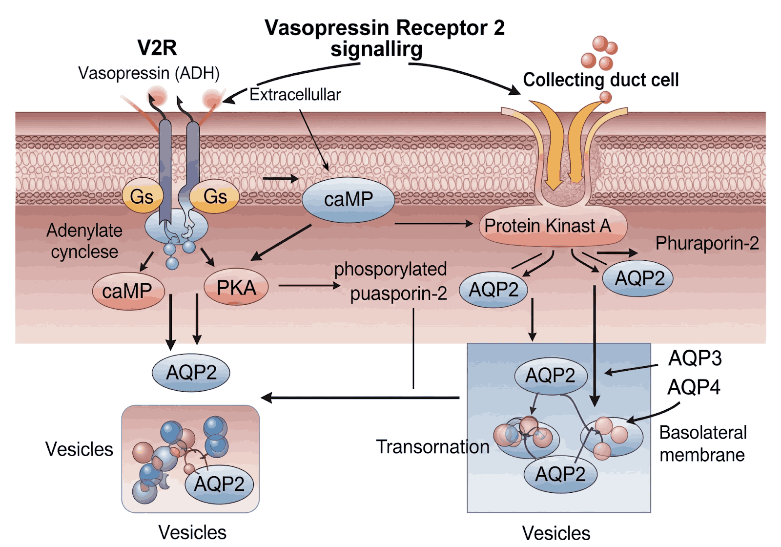 What Is AVPR2 Antibody Used for in Research