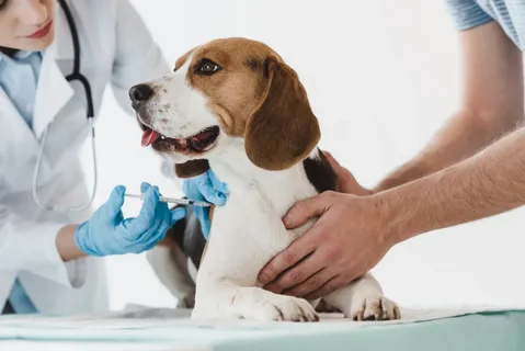 Protecting Your Furry Companions Through Essential Pet Vaccinations